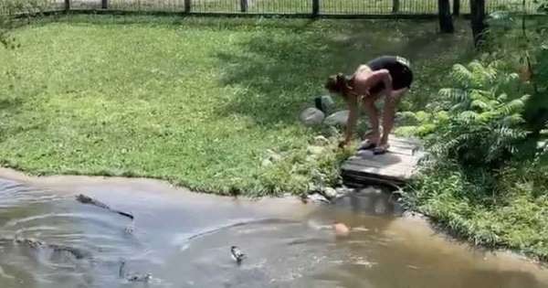 Video: se metió junto a su hijo en un estanque con 35 cocodrilos para recuperar su billetera | Redes
