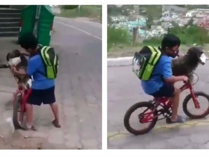 Video: el nene que le pone tapabocas a su perro para cuidarlo del coronavirus | Redes