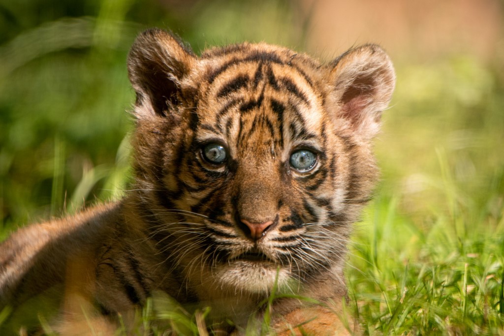 Fotos: nació un raro ejemplar de un tigre de Sumatra | Redes