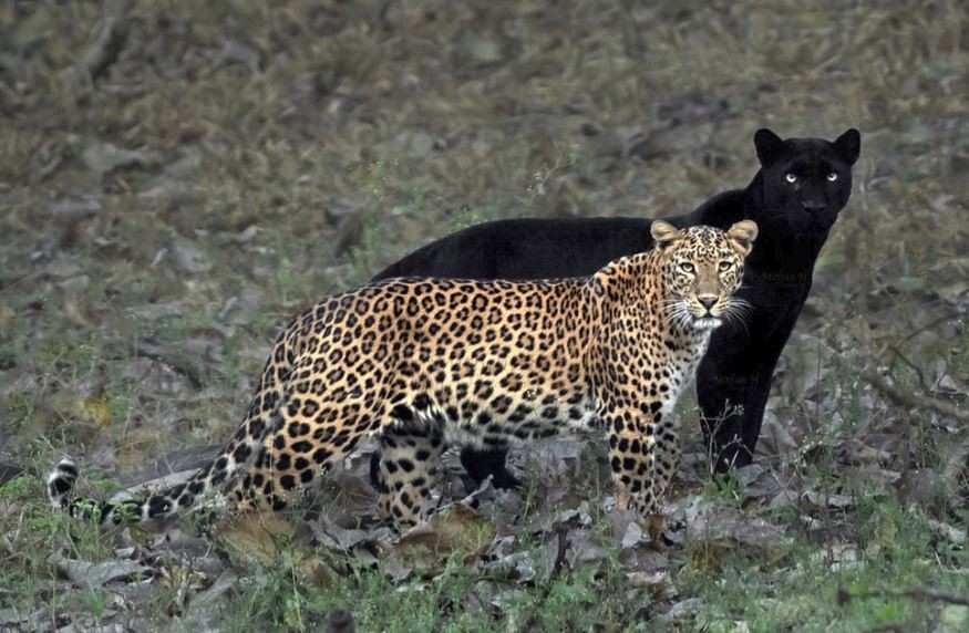 "La pareja eterna": captan a una pantera negra y un leopardo juntos en la naturaleza | Redes