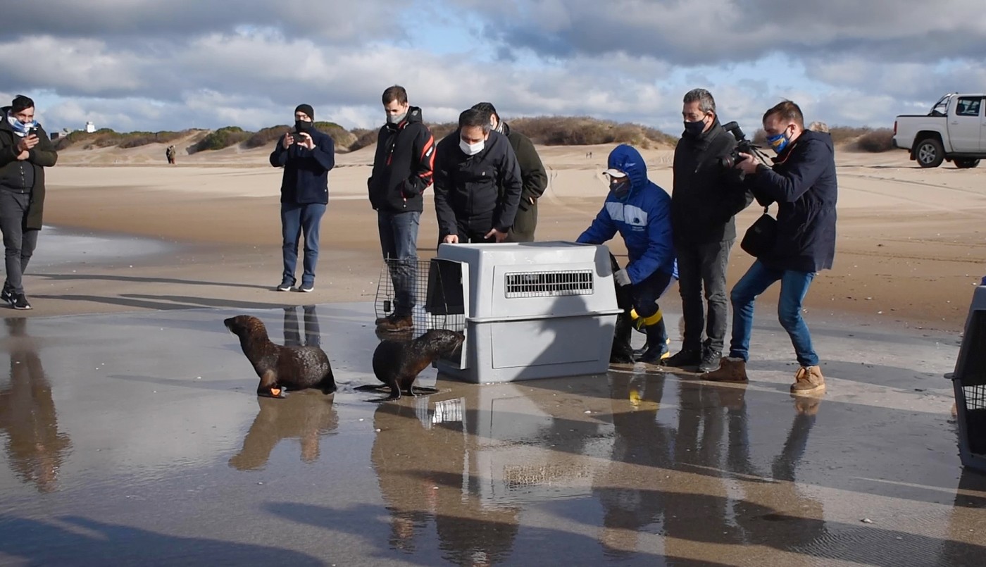 VIDEO: Devolvieron al mar a cuatro lobos y un elefante marinos rescatados en Buenos Aires y Entre Ríos | Redes
