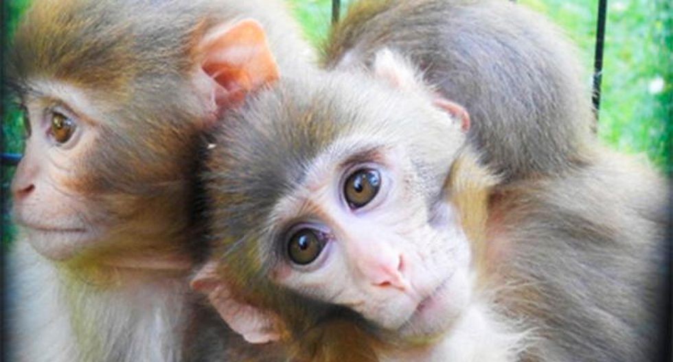 Dos monos abrazaban todo el tiempo a su hermano: descubrieron que tenía Síndrome de Down | Redes