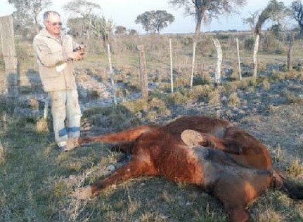 Productor del norte santafesino encontró su caballo con mutilaciones extrañas | Noticias