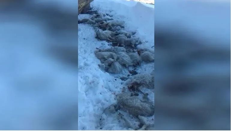 Un puma mató 80 chivas preñadas a un productor en Neuquén | Nacionales