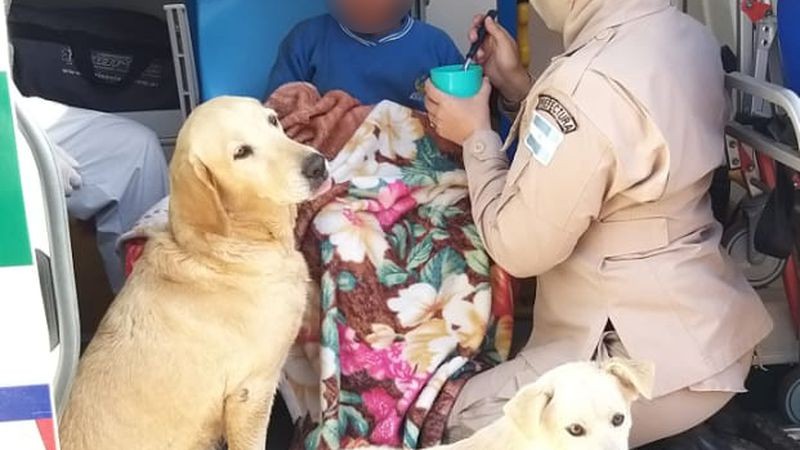 Encontraron a un nene con autismo que se había perdido: pasó la noche abrazado a sus dos perros | Nacionales