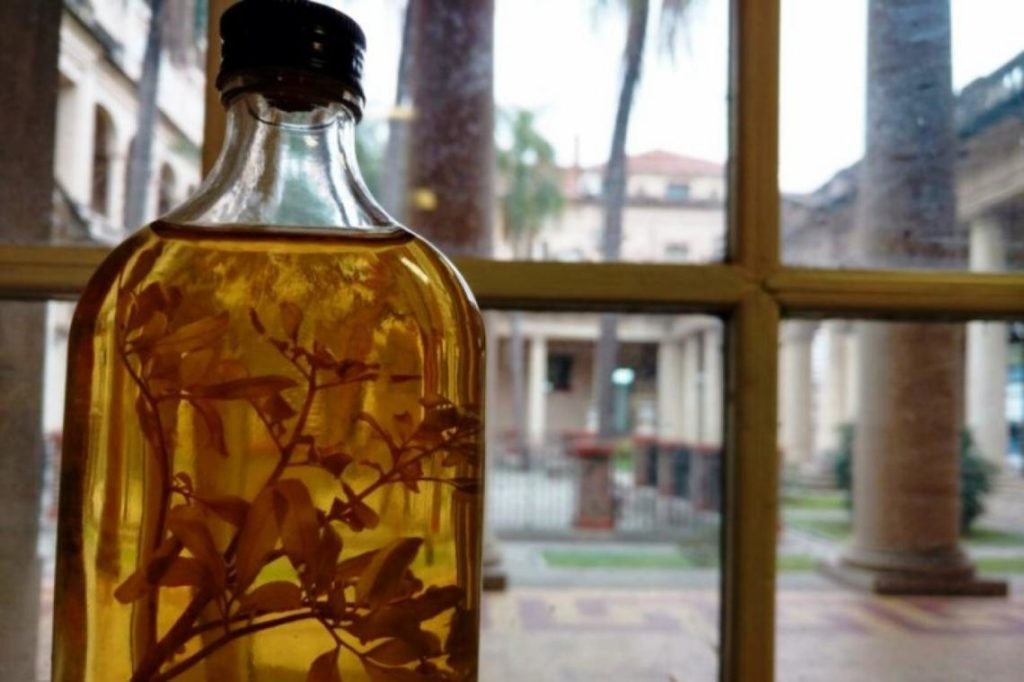 ¿Cómo nace el ritual de beber caña con ruda el 1 de agosto? | Información General