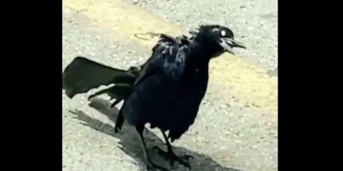 Video de terror: el "pájaro zombie" que se volvió viral en Twitter | Redes
