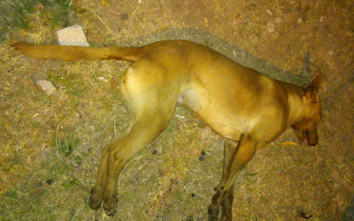 Envenenamiento masivo de perros en San Genaro: al menos seis murieron | Información General