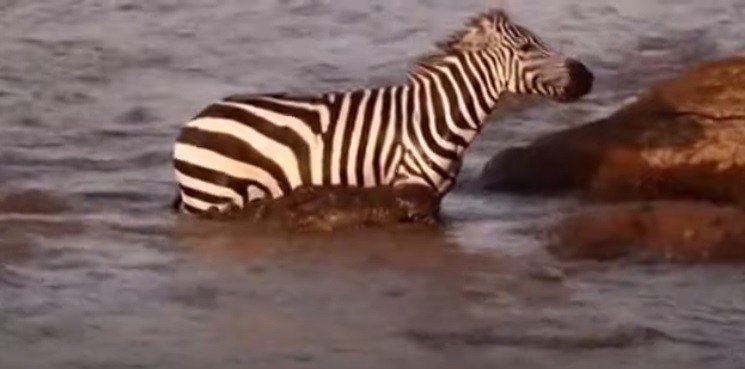 Video: dos cocodrilos atacaron a una cebra en el agua y logró escapar | Redes
