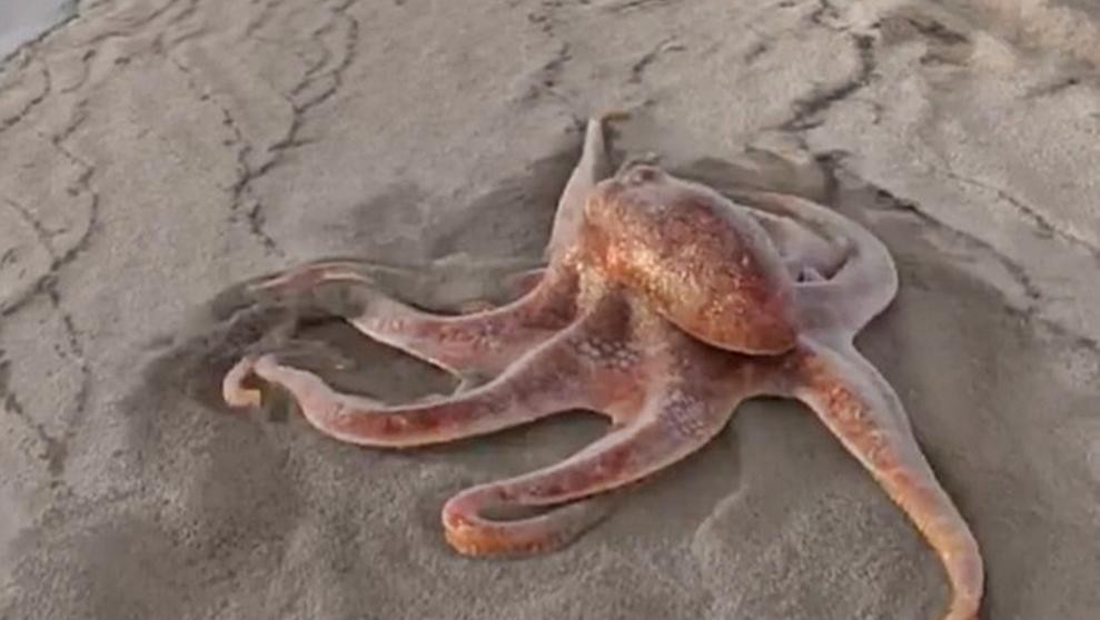 Video viral: la historia detrás del pulpo gigante que "pasea" por la playa | Redes