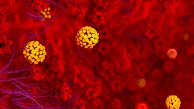 Científicos argentinos lograron descifrar la secuencia genética de 388 cepas de coronavirus | Información General