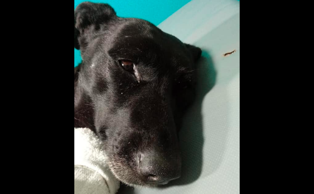 Horror en Mendoza: hallaron una perrita con casi toda su piel arrancada | Información General