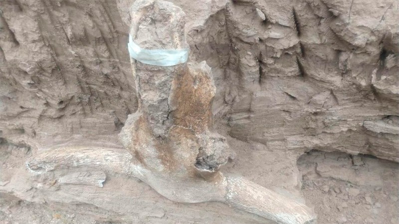 Fósiles hallados en Entre Ríos "esclarecían la llegada de animales a América" | Nacionales