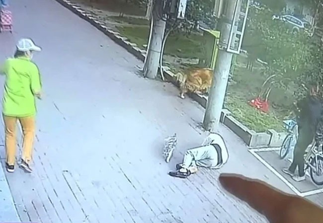Video: paseaba a su perro, le cayó un gato del cielo y lo dejó inconsciente | Redes