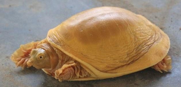 Apareció una tortuga dorada en Nepal y la recibieron como encarnación del dios Vishnú | Redes