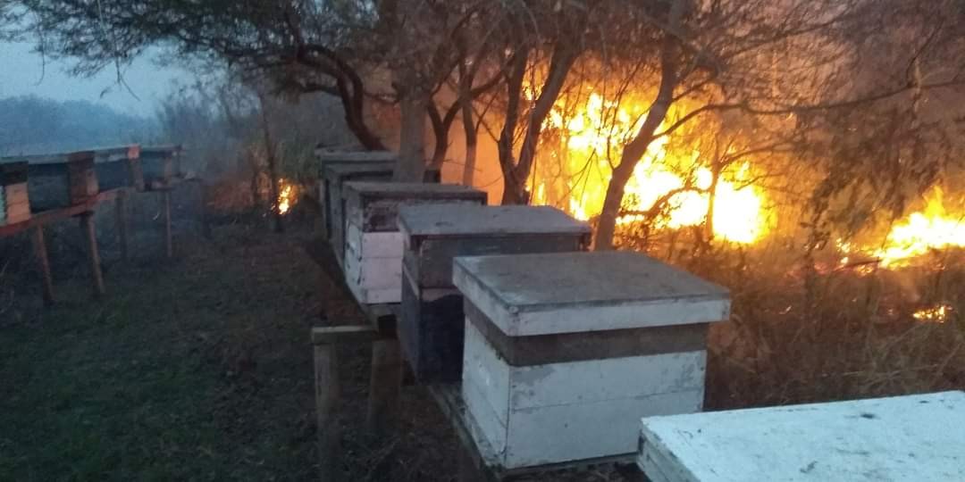 El lado B del fuego en las islas: la muerte de las abejas y los apicultores como víctimas | Noticias