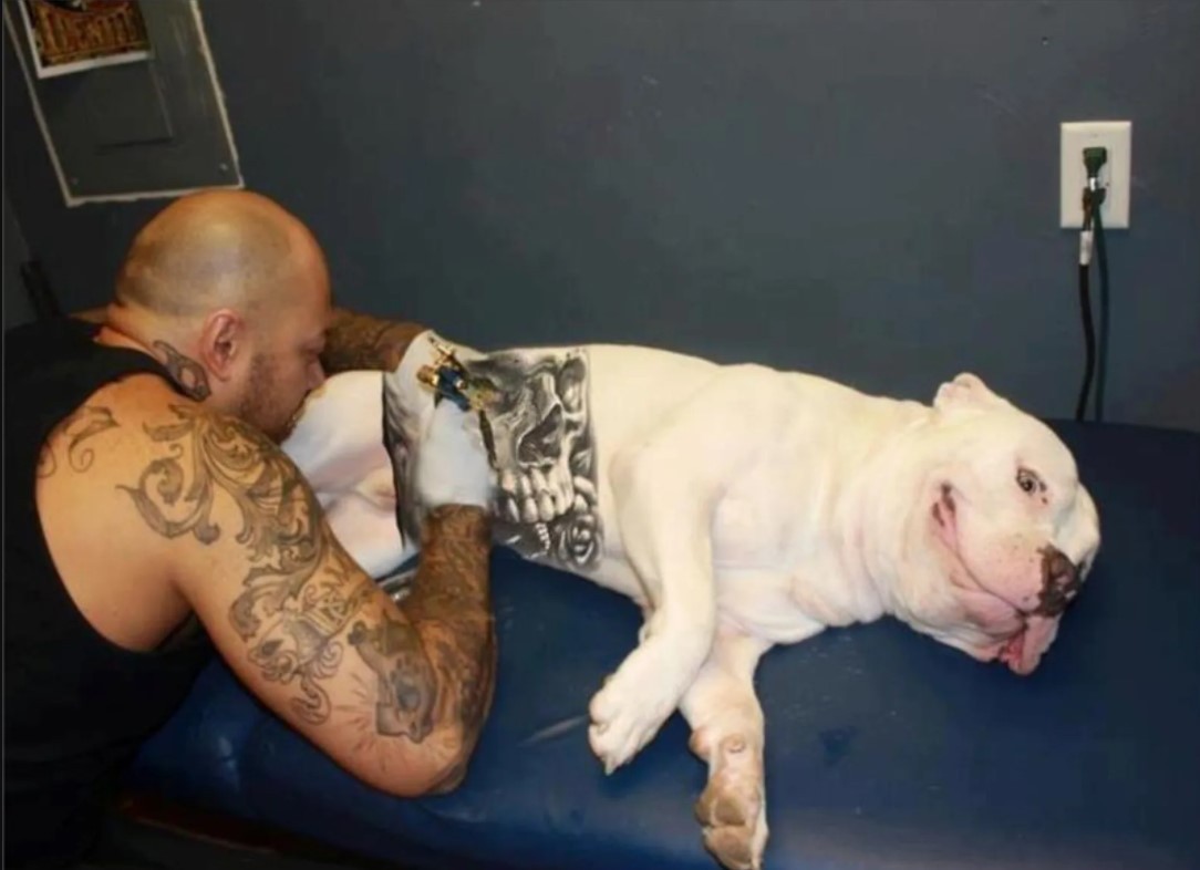 Polémica por una nueva moda: tatuar perros | Información General