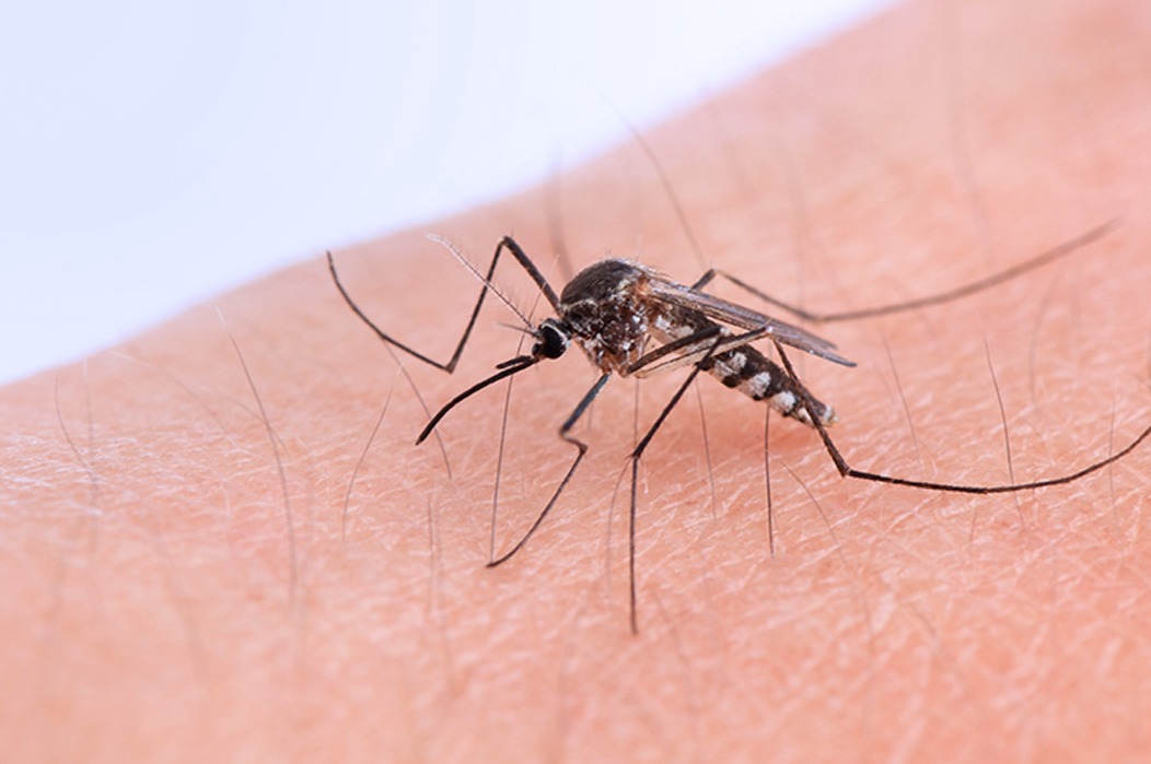 Dengue en el mundo, 80 millones de infectados al año: los datos de Argentina | Noticias