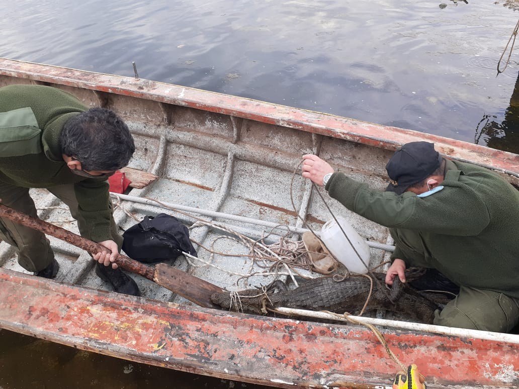 Apareció un yacaré en las costas de Pueblo Esther escapando de los incendios | Noticias