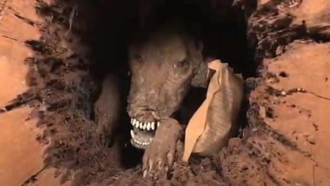 El misterio del perro que lleva 60 años momificado dentro del tronco de un árbol | Redes