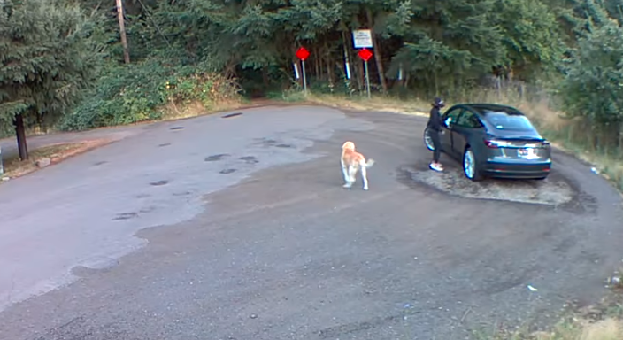 Video desgarrador: el momento en que una mujer abandona a un perro en el bosque | Redes