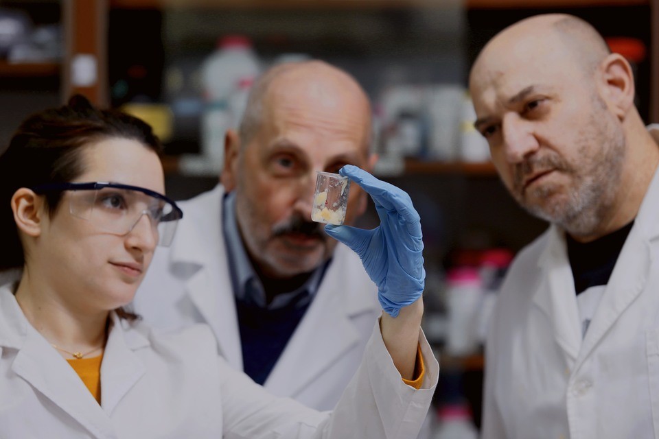 Qué es la violaceína, el nuevo agente terapéutico para combatir microorganismos resistentes a los antibióticos que estudian en el Conicet | Nacionales