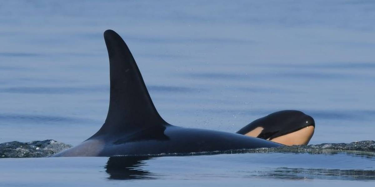 La orca que lloró durante 17 días la muerte de su cría fue otra vez madre | Redes