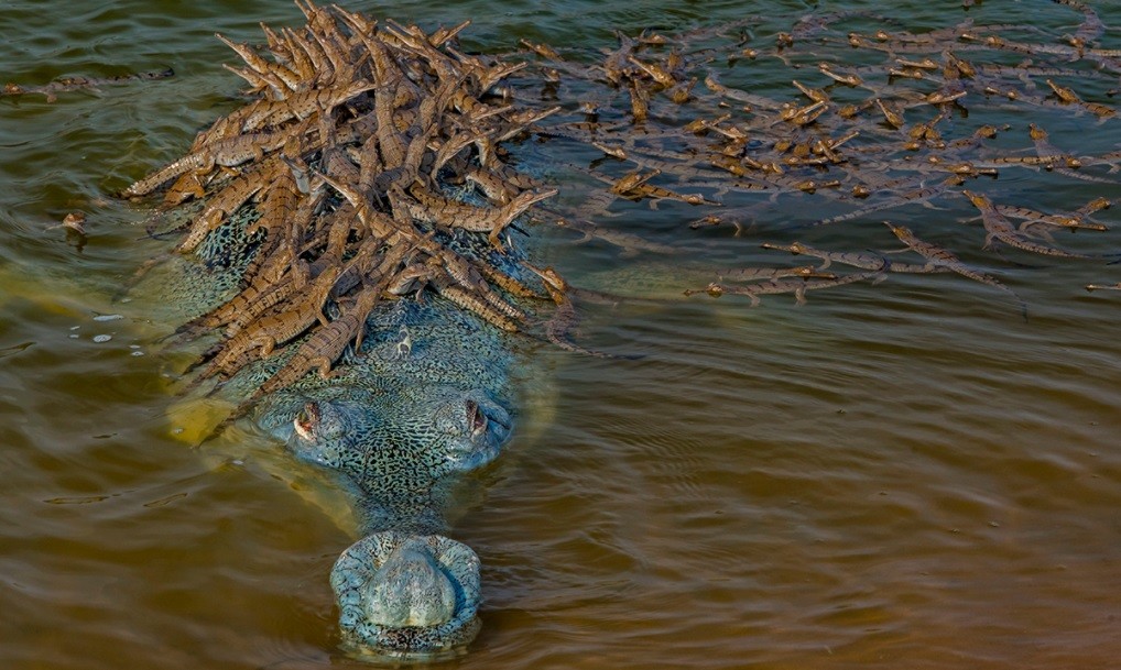 Captan la imagen de un cocodrilo en peligro de extinción con más de 100 crías encima | Redes