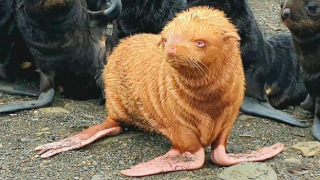 Hallaron una extraña foca pelirroja: buscarán que su colonia no la discrimine | Redes
