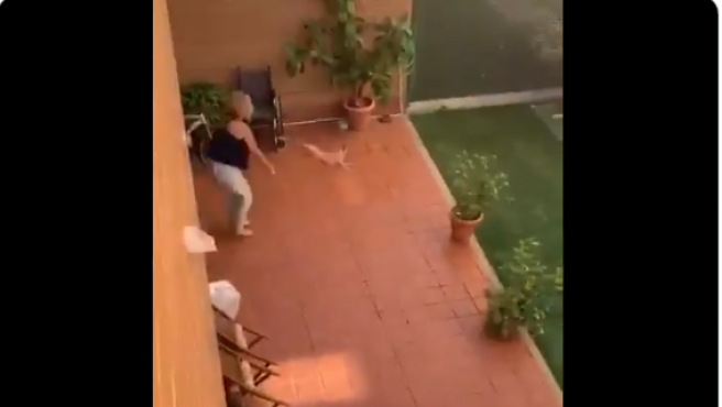 Video: el momento en que una mujer estampa a su perrito contra el piso | Redes