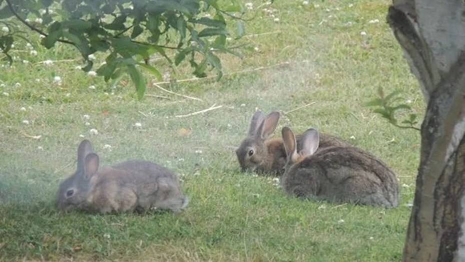 Tras una medida judicial, descartan usar "gas fosfina" para matar conejos silvestres en Ushuaia | Nacionales