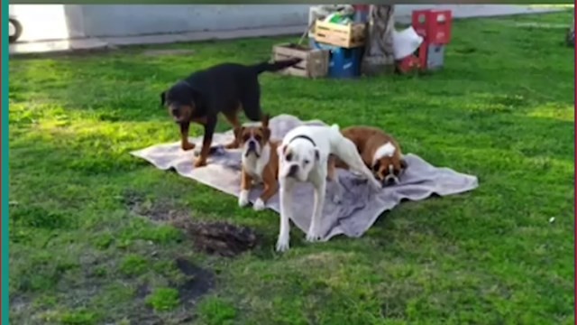 Protesta para que devuelvan a los perros acusados del caso Dieguito Román | Noticias