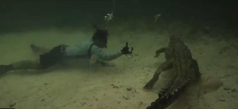 Se graba mientras bucea entre cocodrilos | Redes