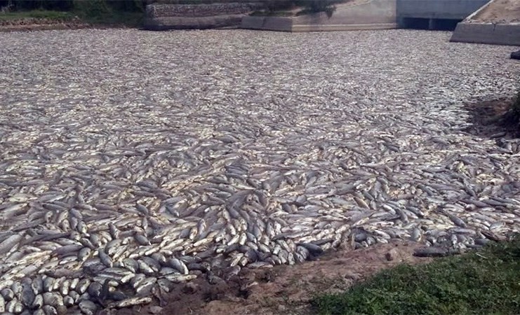 Foto impactante: millones de peces muertos en Formosa | Redes