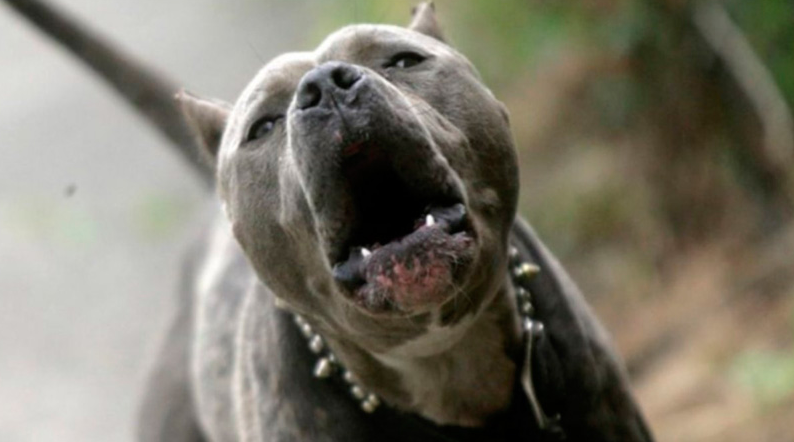 Una nena sufrió graves lesiones en su cara al ser atacada por un pitbull | Información General