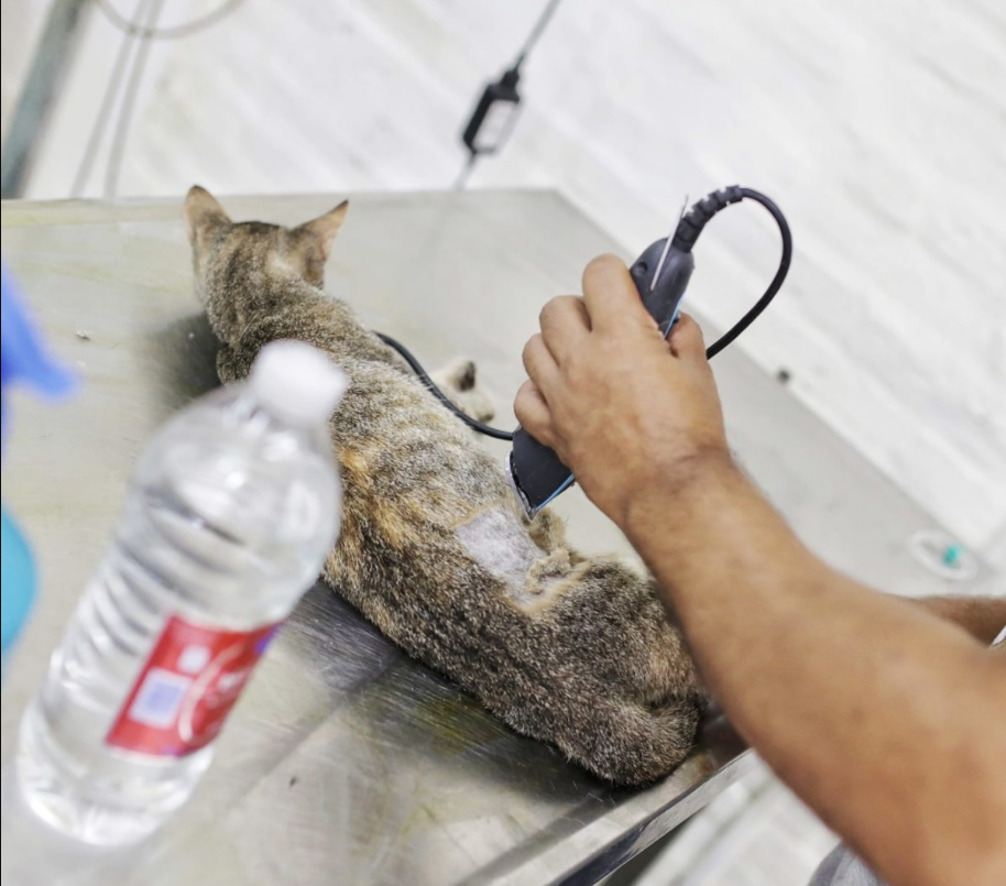 La Municipalidad realiza castraciones a animales de compañía en Colastiné | Información General