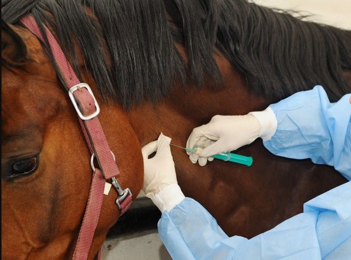 Coronavirus: avanzan ensayos clínicos con suero equino en Argentina y ya lo producen por si resulta eficaz | Información General