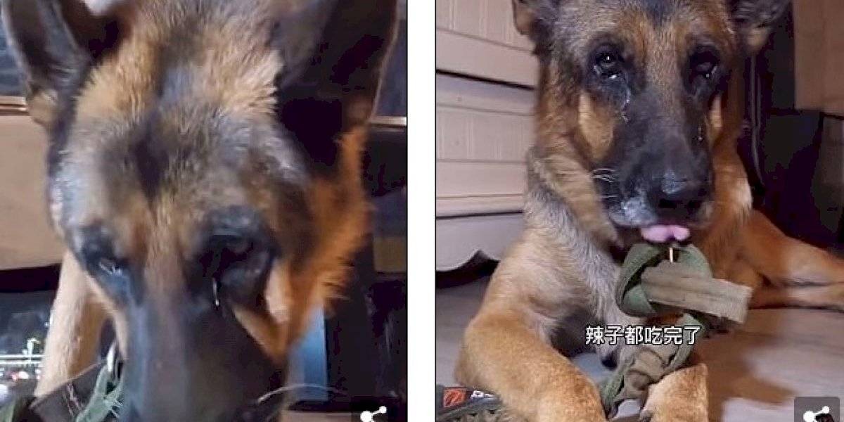 Video de terror: el hombre que hace llorar a su perro al darle alimentos picantes | Redes