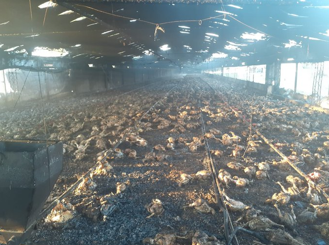 Incendio en una granja de Colonia San José: murieron miles de pollos | Información General