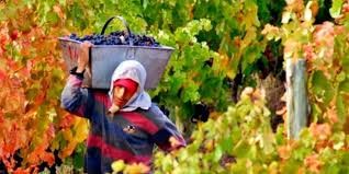 Preocupa en Mendoza que no lleguen trabajadores "golondrinas" para las diferentes cosechas | Nacionales