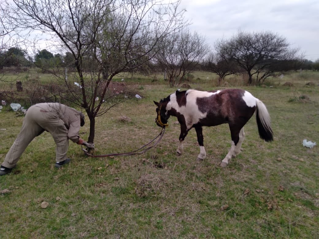 Cruel cinchada de caballos en Rosario: 13 detenidos por maltrato animal y apuestas clandestinas | Información General