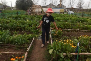 Rosario, el "único municipio del país" que trabaja la agricultura urbana como política pública | Información General