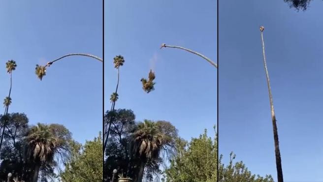 Video viral: el hombre que fue catapultado al cortar una enorme palmera | Redes