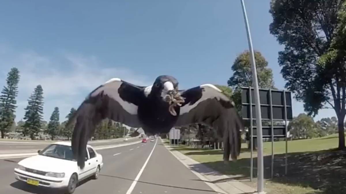 Video: el nene que huye en monopatín aterrorizado por el ataque de un pájaro | Redes