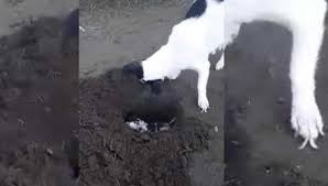 Video desgarrador: la perrita que cava la tumba de su cachorrito muerto | Redes