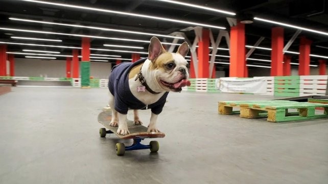 Desde 5 mil y hasta 70 mil pesos por un perro de raza | Información General