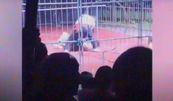 Video: un oso atacó a su domador y fue brutalmente golpeado a palazos por otros hombres | Redes