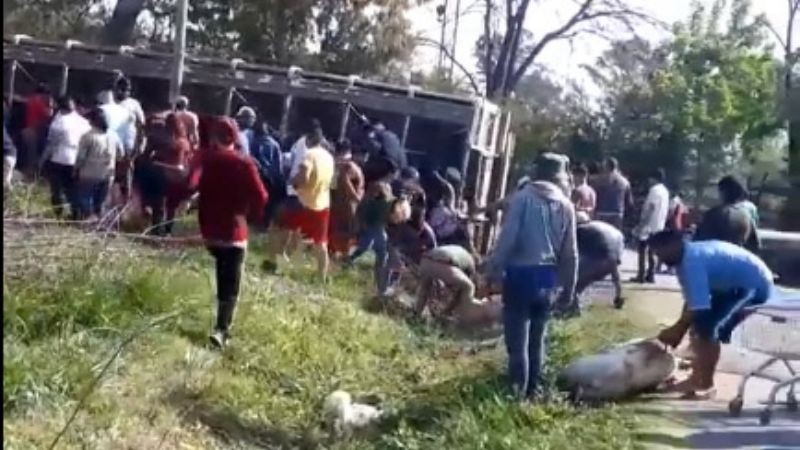 Video: volcó un camión con chanchos y los vecinos mataron a los animales para llevárselos | Nacionales