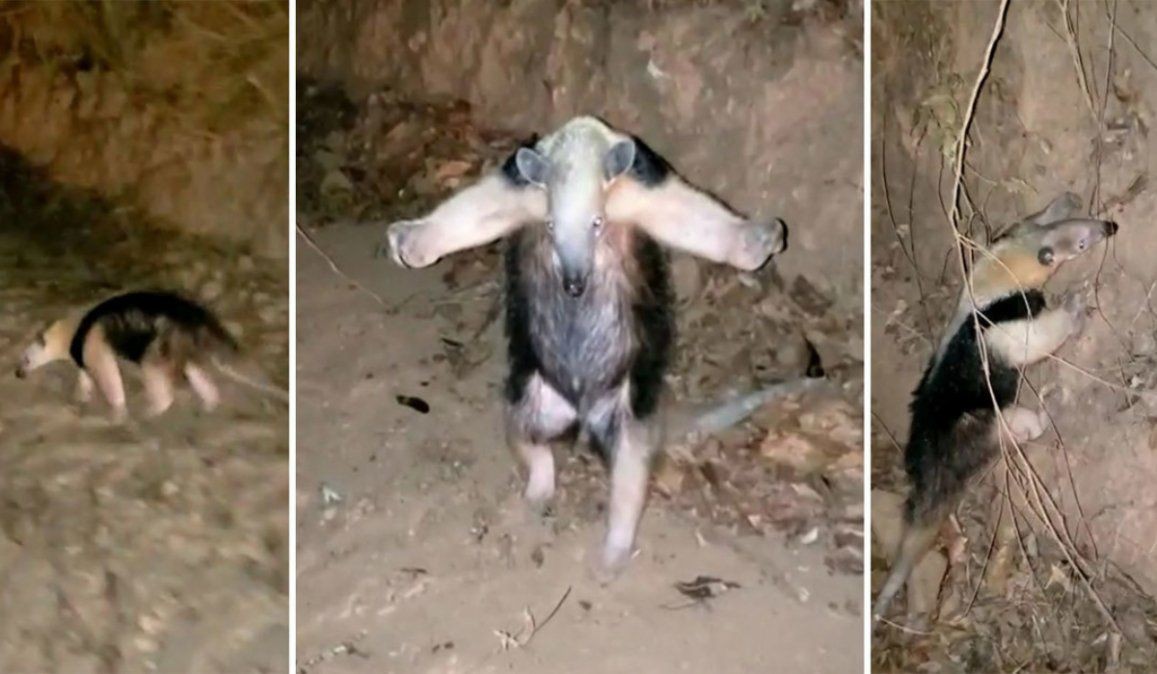 Video: el oso hormiguero que "se rinde" ante los bomberos en medio de un incendio forestal | Redes