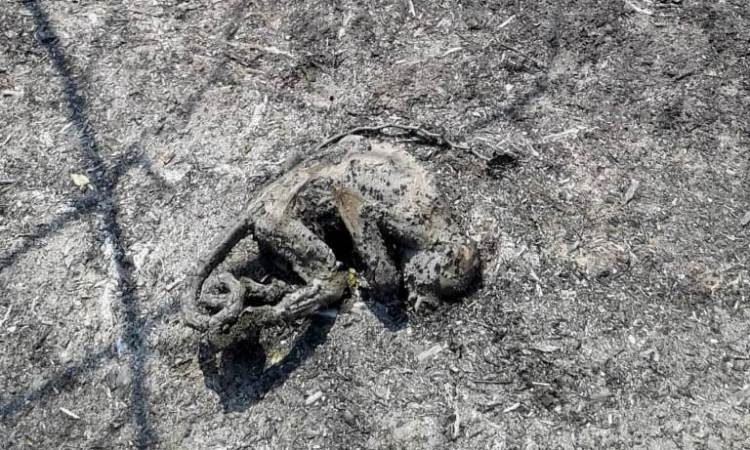 Fotos: murieron todos los animales de un parque natural que se quemó en Corrientes | Información General